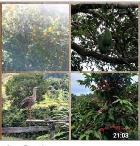 Recanto de Minas – Ouro Fino – Sítio com cafezal